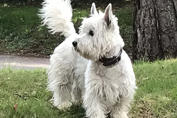 Lily a Westie Dog