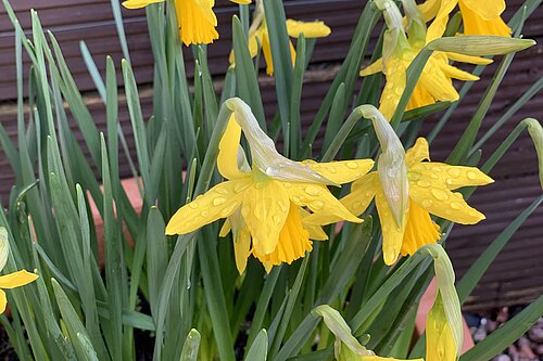 Daffodils in flower